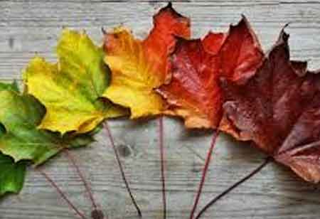 Four Types Of Change Management