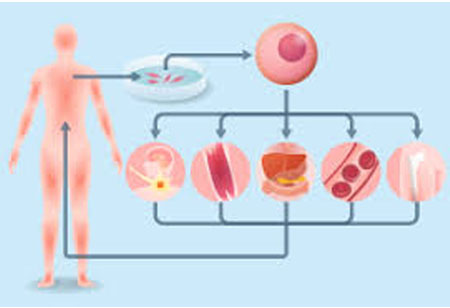 Setting New Standards in Regenerative Medicine